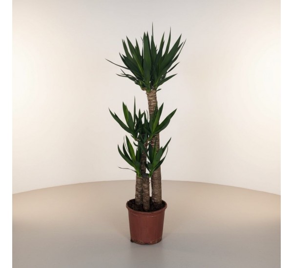 3lü Yucca Ağacı (ORTA)